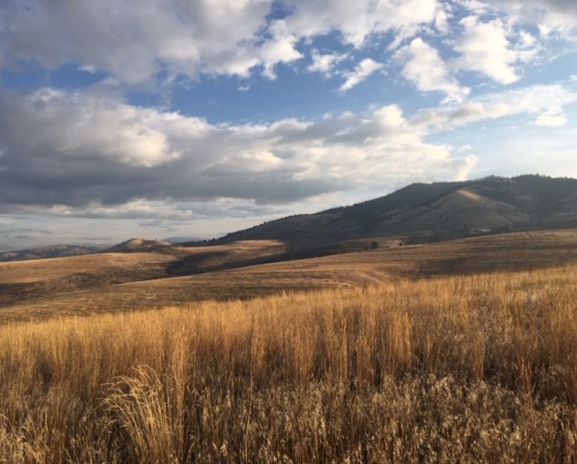 grasslands.jpg